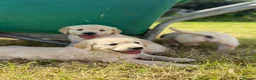 Golden Retriever dogs for sale: Beautiful Golden Retriever Puppies - Advert 4