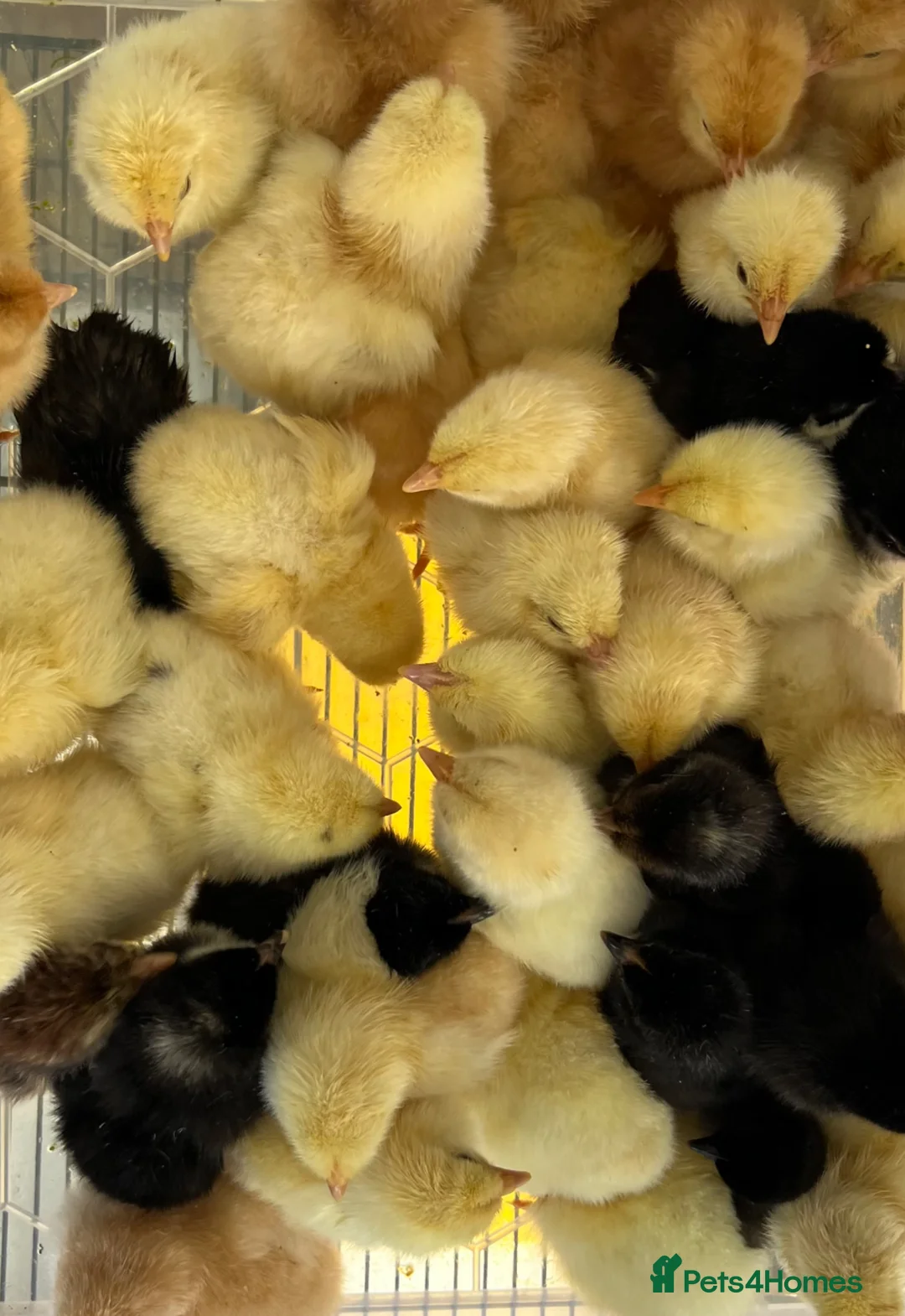 Chickens poultry for sale: Hybrid chicks newly hatching  - Advert 1