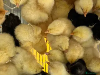 Chickens poultry Hybrid chicks newly hatching - Advert 2