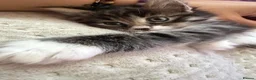 Maine Coon cats for sale: 3/4 Maine Coon kittens  in Ryton - Advert 14