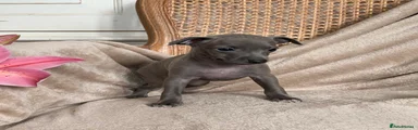 Velvethound MIA