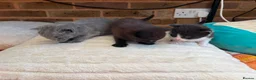 Mixed Breed cats for sale: Two Fluffy Boys Looking for Their Forever Homes - Advert 8