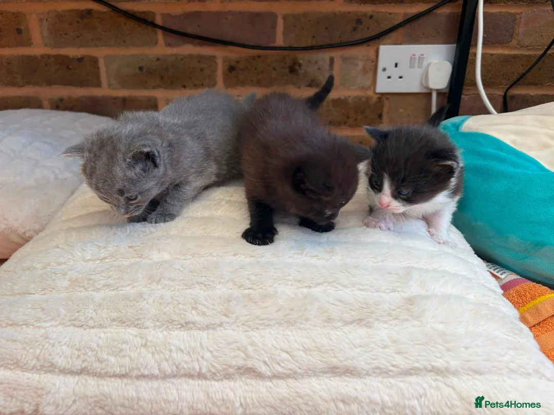 Mixed Breed cats for sale: Two Fluffy Boys Looking for Their Forever Homes - Advert 8