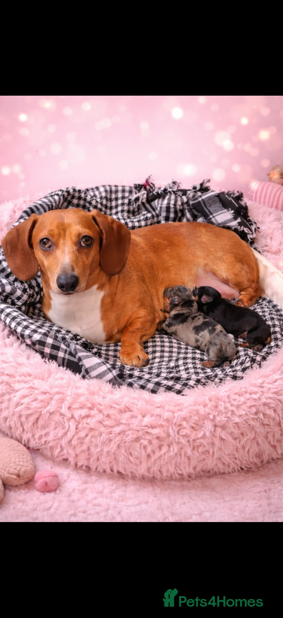 Miniature Dachshund dogs for sale: Miniature dachshund puppies 🐶 READY NOW - Advert 2