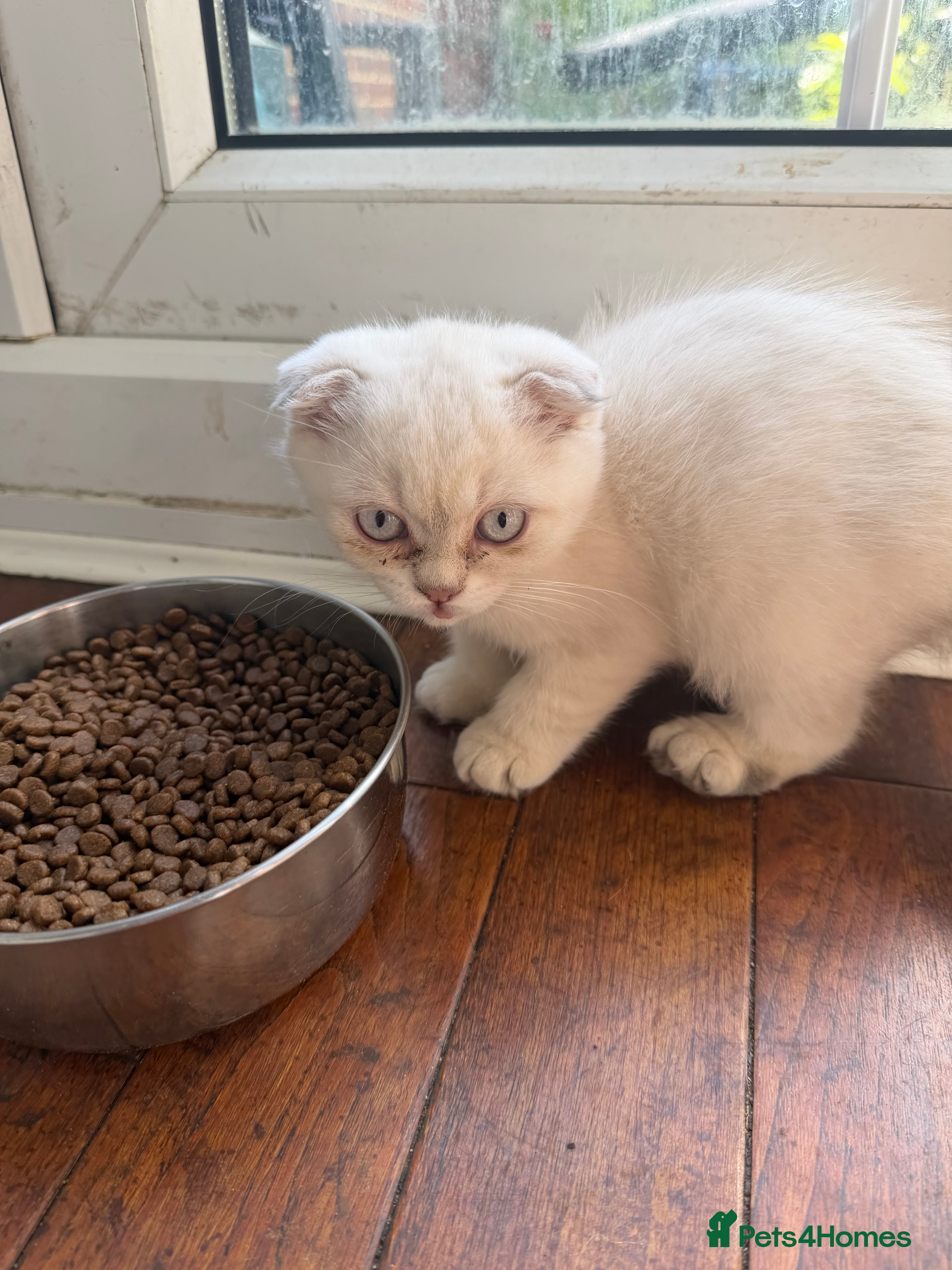 Scottish Fold cats for sale: READY SCOTTISH FOLD KITTENS (URGENT) - Advert 8
