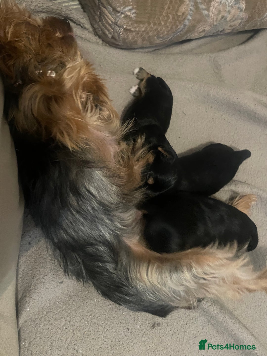 Yorkshire Terrier dogs for sale: Yorkshire Terrier puppies 🐶  - Advert 17