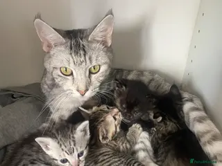 Mixed Breed cats Gorgeous kittens - Advert 2