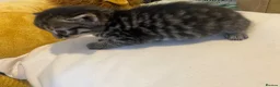 Bengal cats for sale: Bengal&Ginger Tabby mix  - Advert 6