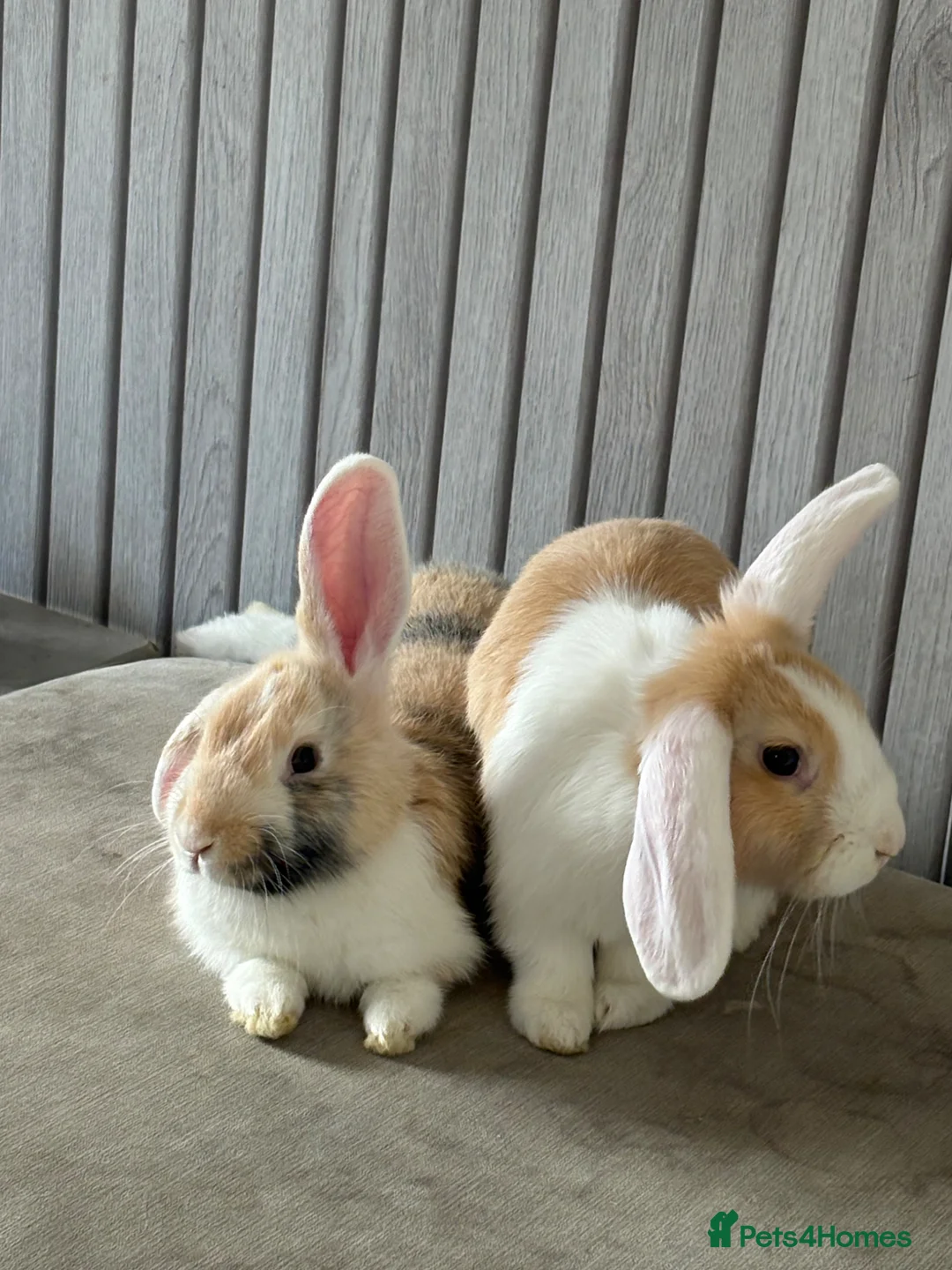 Mini Lop rabbits for sale: lop rabbits in Dundee - Advert 1