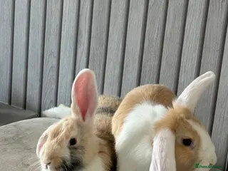 Mini Lop rabbits lop rabbits - Advert 1