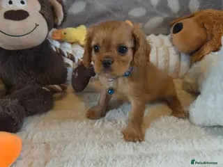 Cavalier King Charles Spaniel dogs KC and DNA health tested - Advert 4