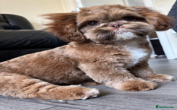 Shih Tzu dogs - Advert 1