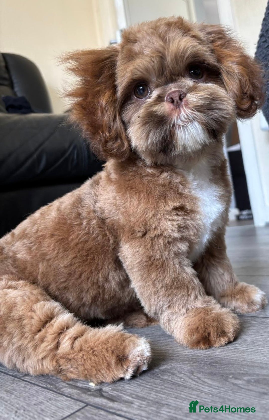 Shih Tzu dogs for sale: Chocolate Shihtzu Female - Image 1