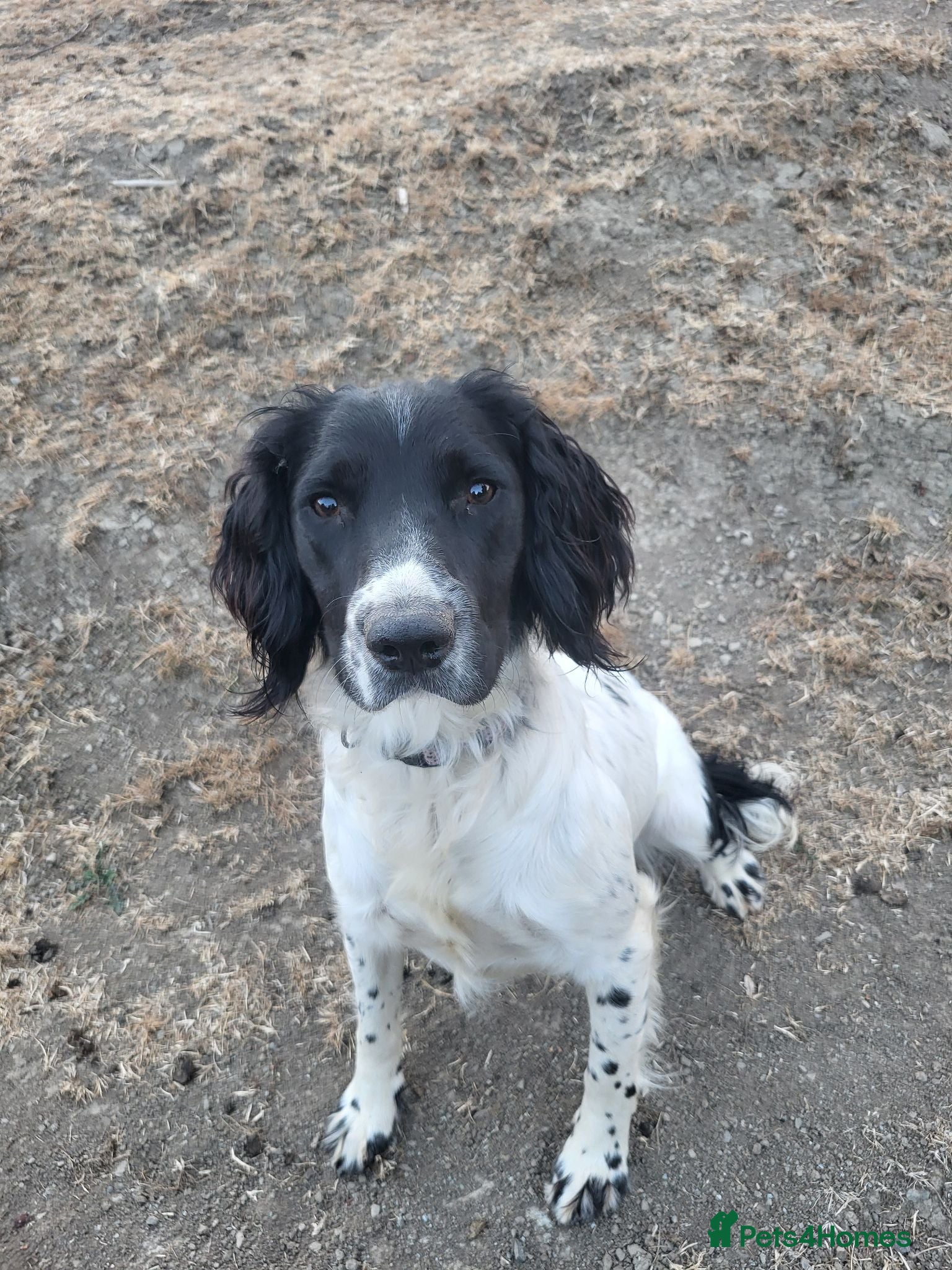 English Springer Spaniel dogs 10 month old springer bitch  - Advert 2