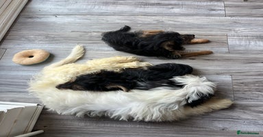 Mixed Breed dogs - Advert 6