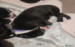 Staffordshire Bull Terrier dogs for sale: Full Staffordshire Bull Terrior puppies for sale - Image 14