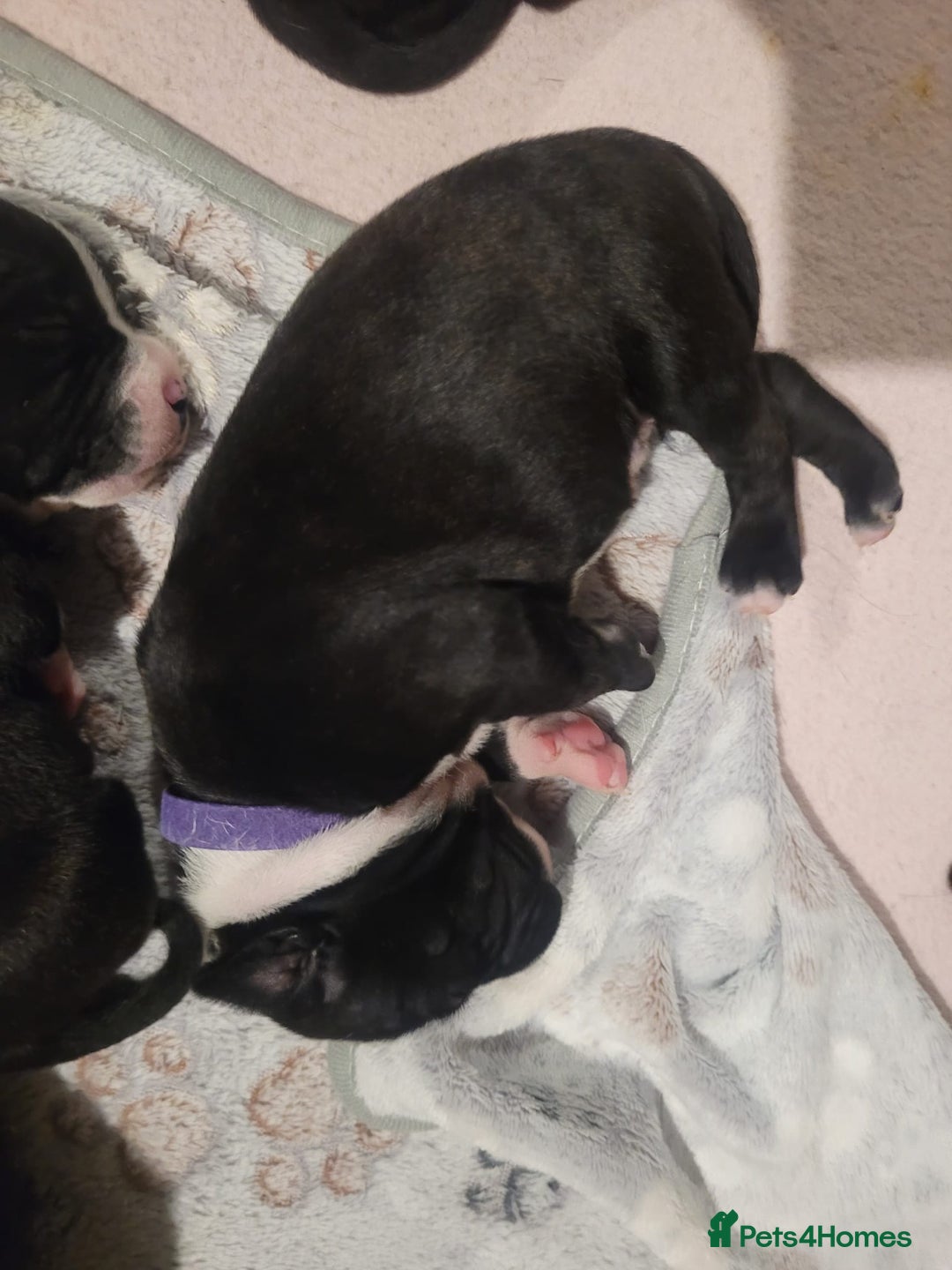 Staffordshire Bull Terrier dogs for sale: Full Staffordshire Bull Terrior puppies for sale - Image 14