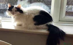 British Longhair cats for sale: Lovely longhair needs a new home - Image 1