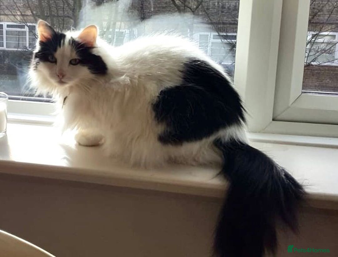 British Longhair cats for sale: Lovely longhair needs a new home - Image 1