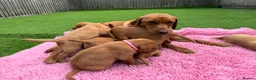 Labrador Retriever dogs for sale: Gorgeous dark Fox Red Pedigree Labs - Advert 13