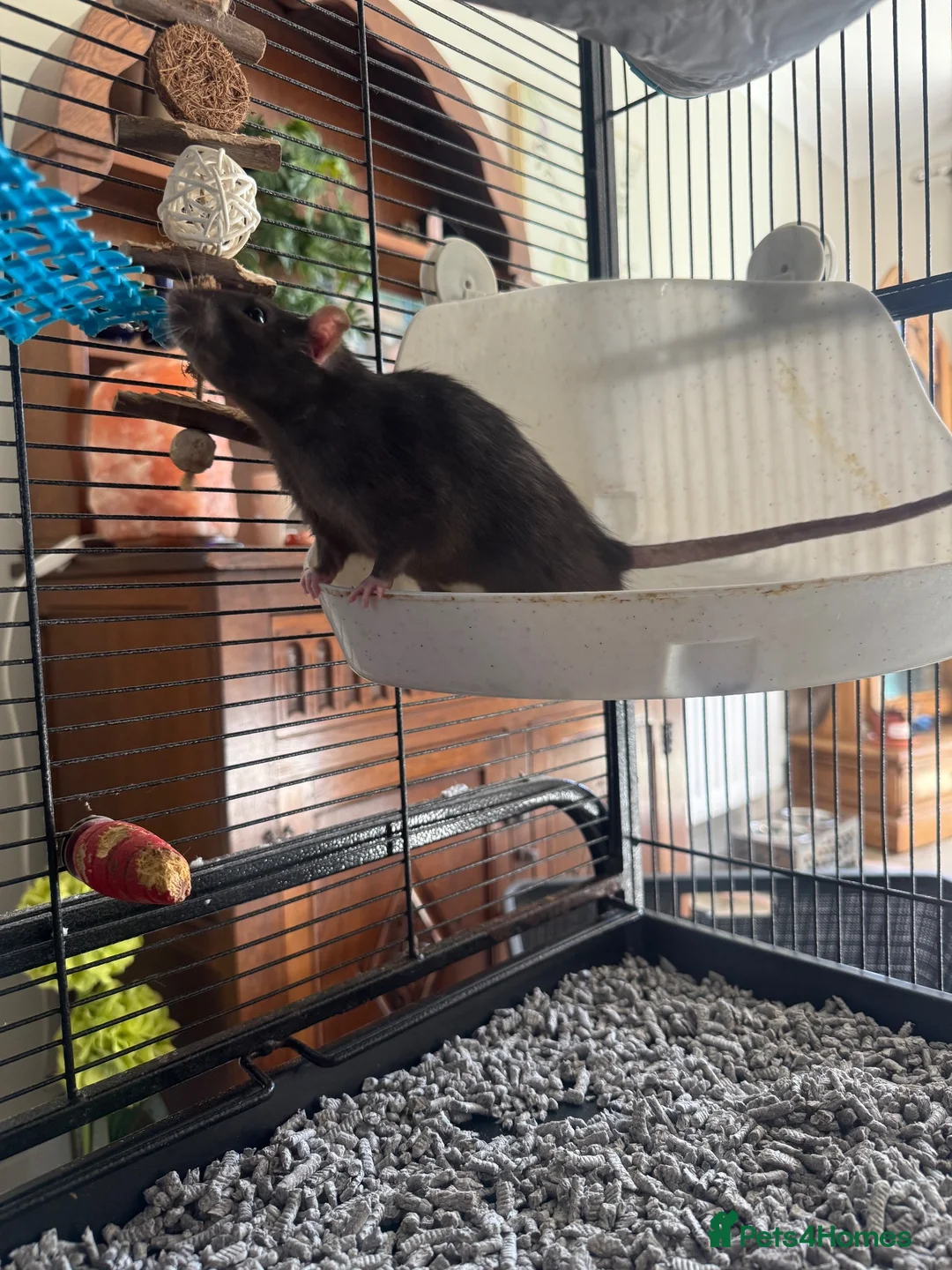 Rat rodents for sale: 2 beautiful boys looking for a new home❤️ in Preston - Advert 2