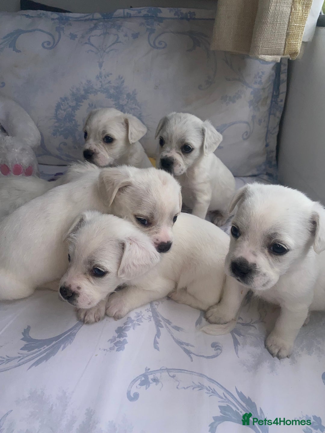Mixed Breed dogs for sale: Frenchie x miniature poodle puppies  - Image 2