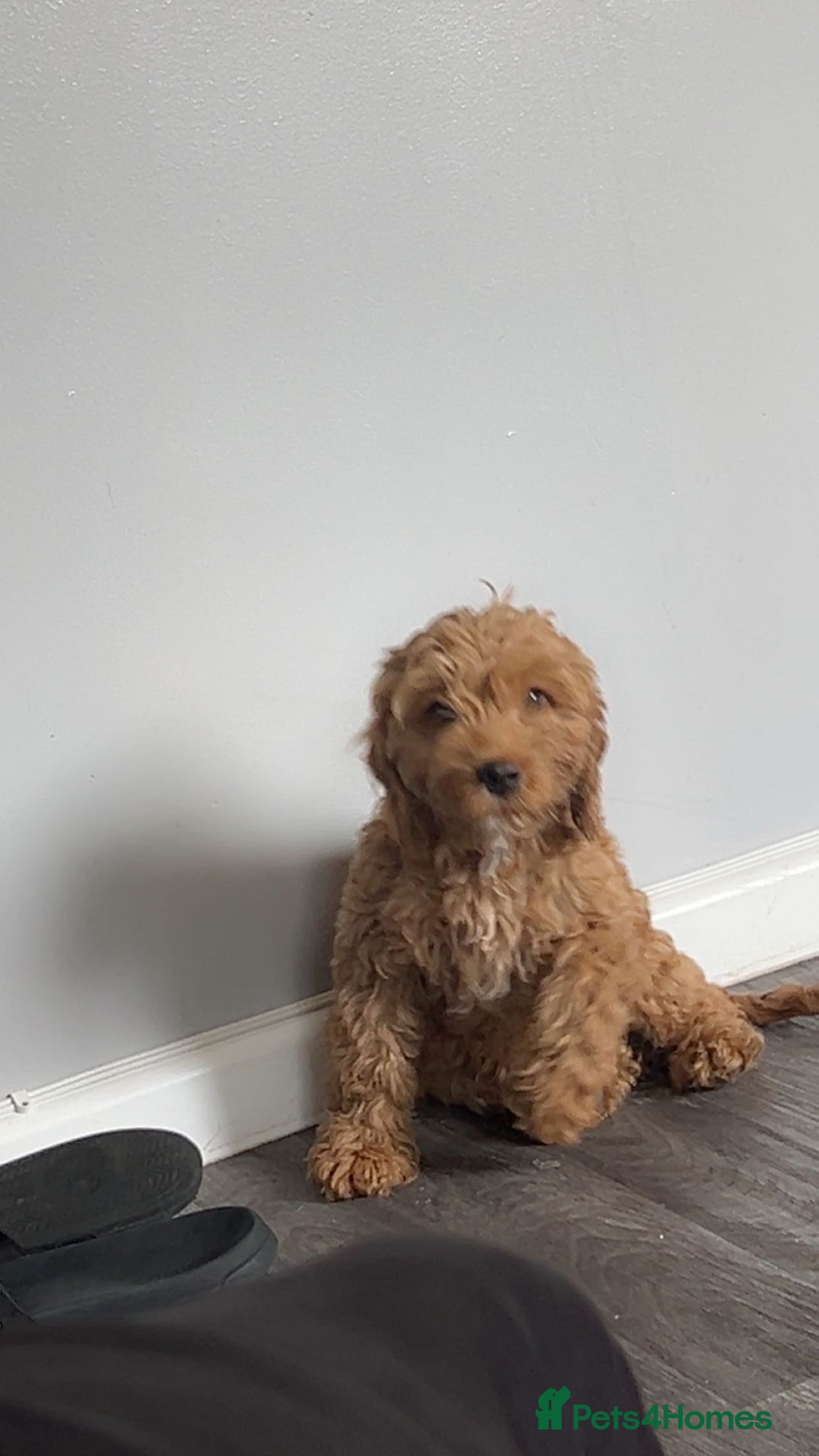 Cockapoo dogs for sale: 5 month Cockapoo puppy  - Image 3