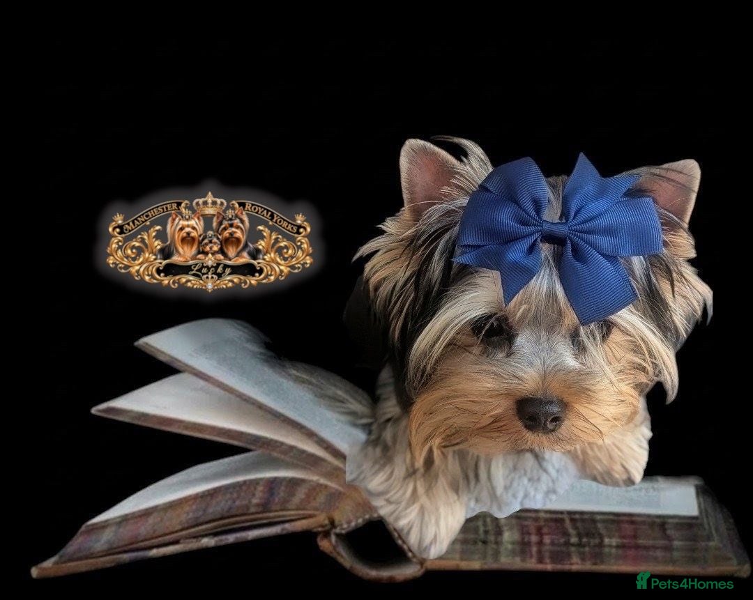 Yorkshire Terrier dogs 👉Yorkshire Terrier Pups–KC Lines, Health Checked - Advert 1