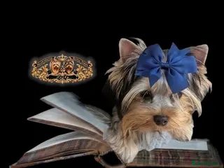 Yorkshire Terrier dogs 👉Yorkshire Terrier Pups–KC Lines, Health Checked - Advert 1