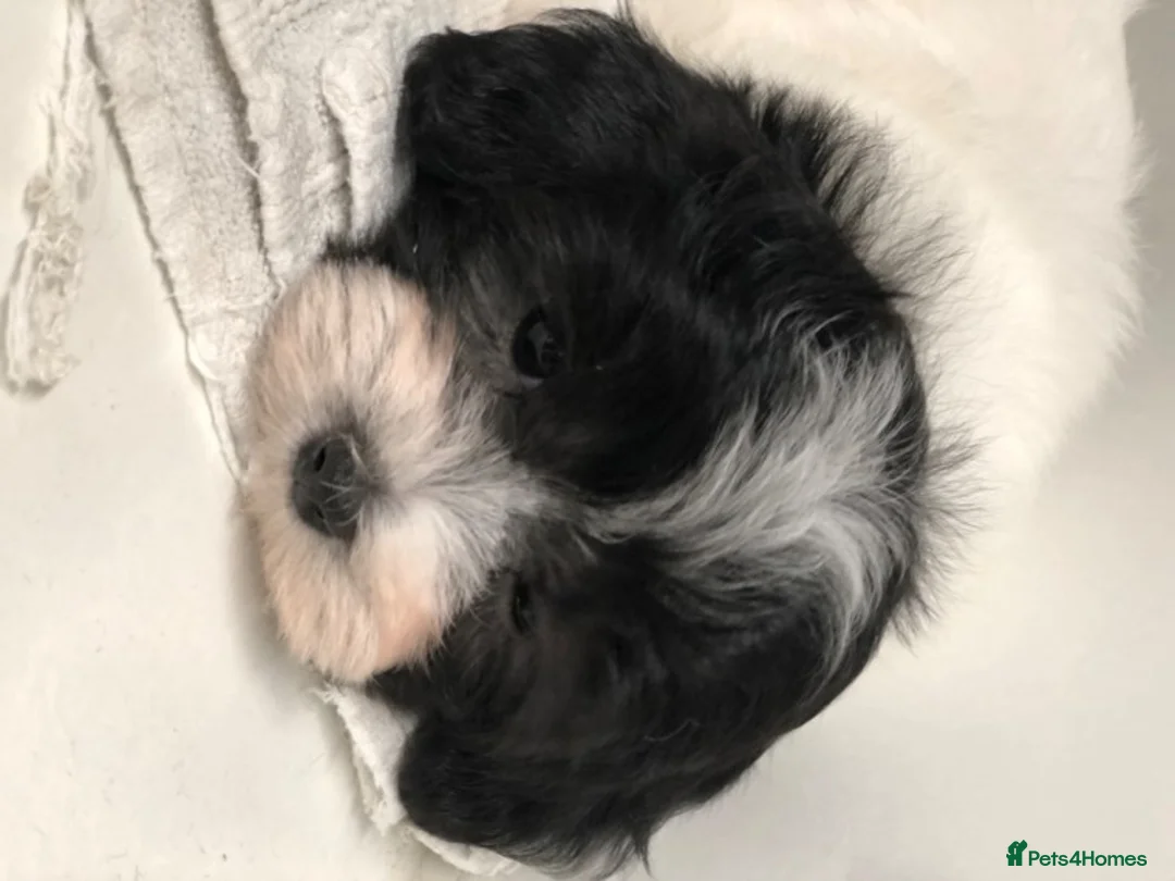 Maltese dogs for stud: PROVEN STUNNING SMALL KC MALTESE FOR STUD in Wigan - Advert 11