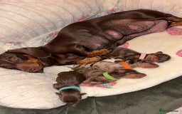Miniature Dachshund dogs for sale: Miniature dachshund pups for sale 2 boys 1 girl  - Image 1