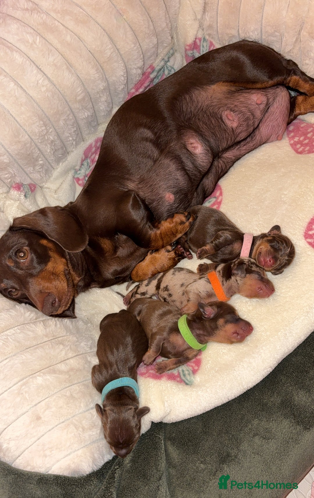 Miniature Dachshund dogs for sale: Miniature dachshund pups for sale 2 boys 1 girl  - Image 1