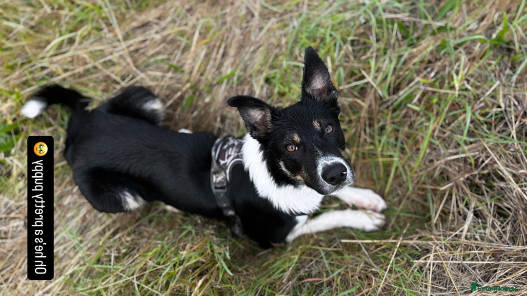 Mixed Breed dogs for sale: Collie mixed malinois  - Advert 7