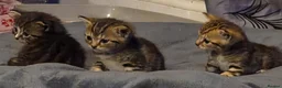 Mixed Breed cats for sale: 2 female tabby kittens  - Advert 2