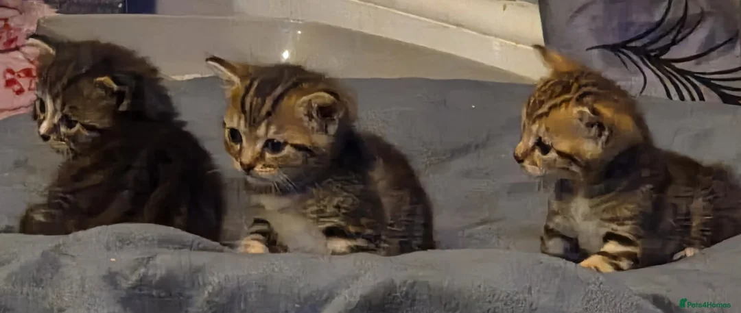 Mixed Breed cats for sale: 2 female tabby kittens  - Advert 2