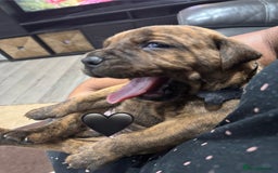 Cane Corso dogs for sale: Chunky Cane Corso Cross Pups – Ready Next Week! - Image 15