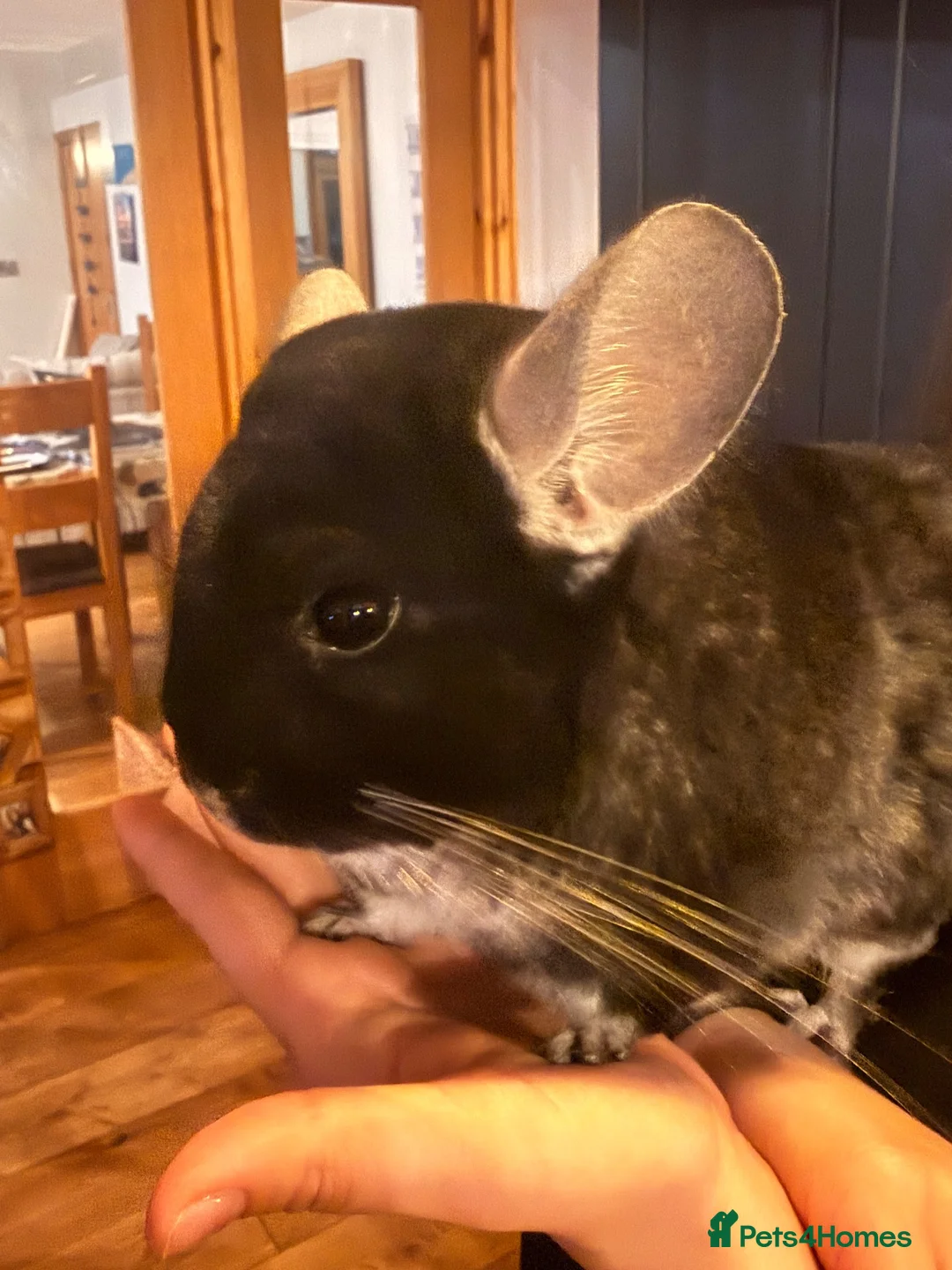Chinchilla rodents for sale: Gorgeous Ebony female chinchilla- needs good home in Ormskirk - Advert 1