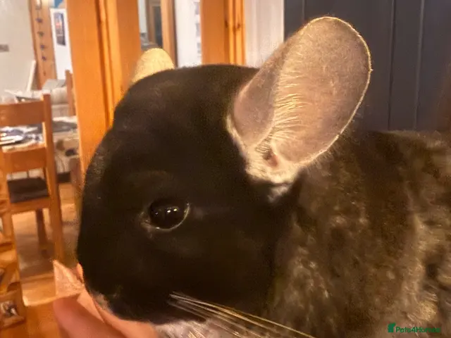 Chinchilla rodents for sale: Gorgeous Ebony female chinchilla- needs good home - Advert 1
