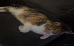 Domestic Shorthair cats for sale: Rare dilute torbie and white girl - Advert 4