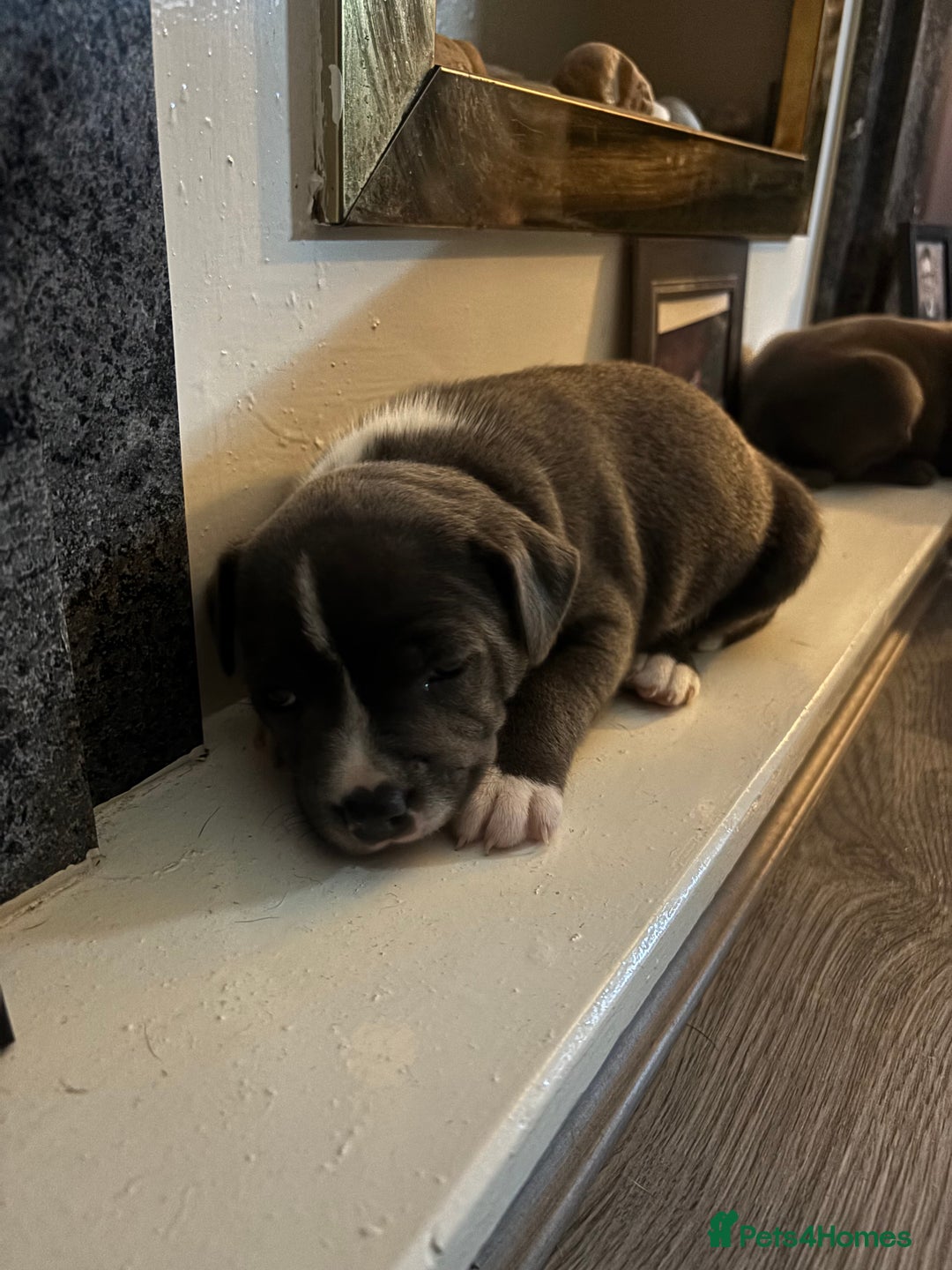 Staffordshire Bull Terrier dogs for sale: ✨ Blue Staffy Pups – Happy, Healthy & Loving!  - Image 30