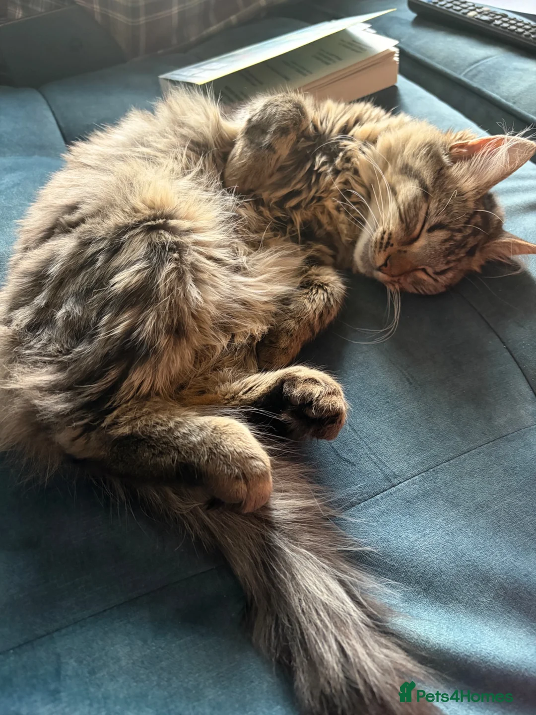Mixed Breed cats for sale: Beautiful mixed ragdoll x BSH kitten - Advert 2