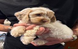Cockapoo dogs for sale: F1 Cockapoo puppies  - Image 4