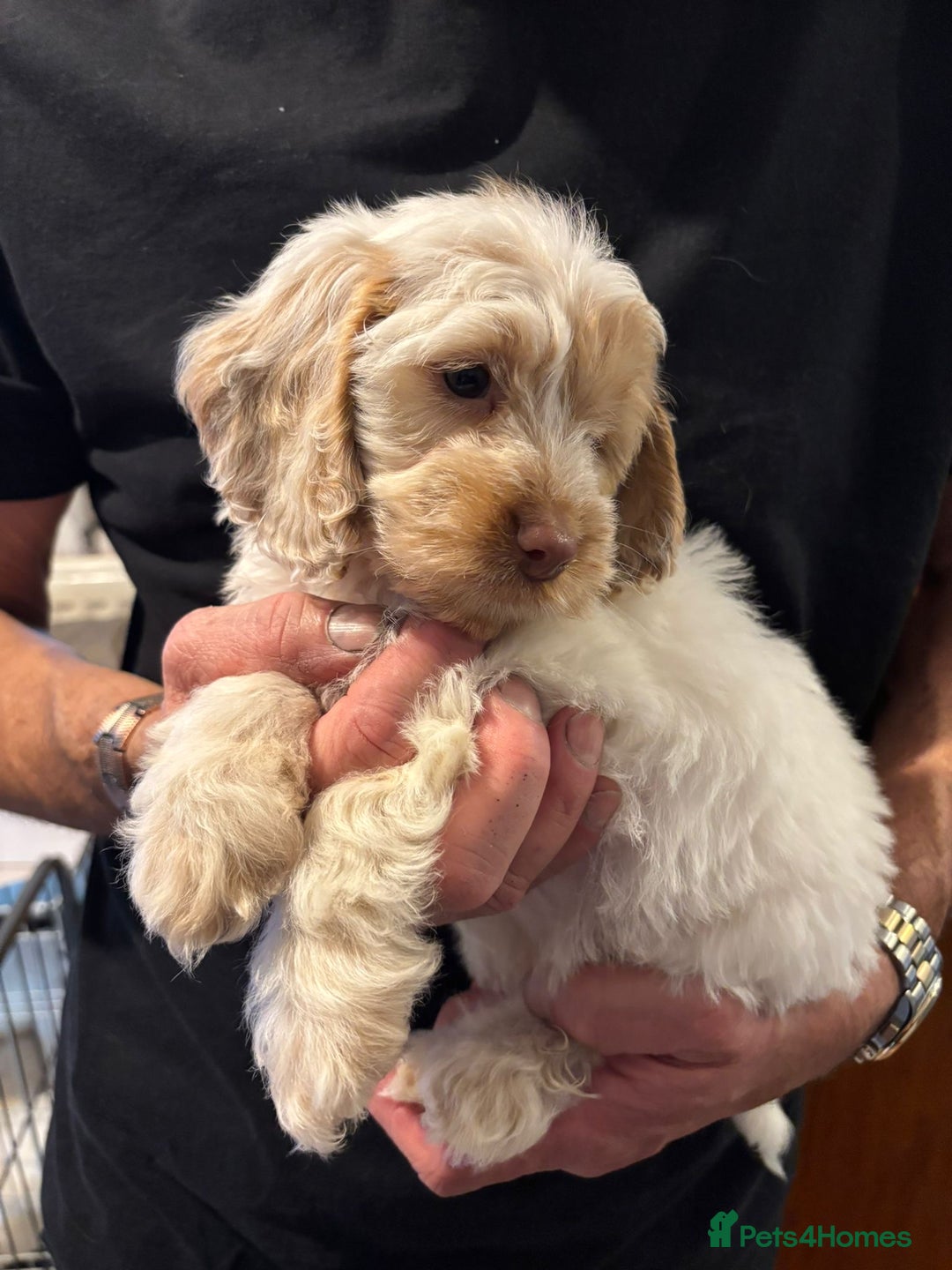Cockapoo dogs for sale: F1 Cockapoo puppies  - Image 4