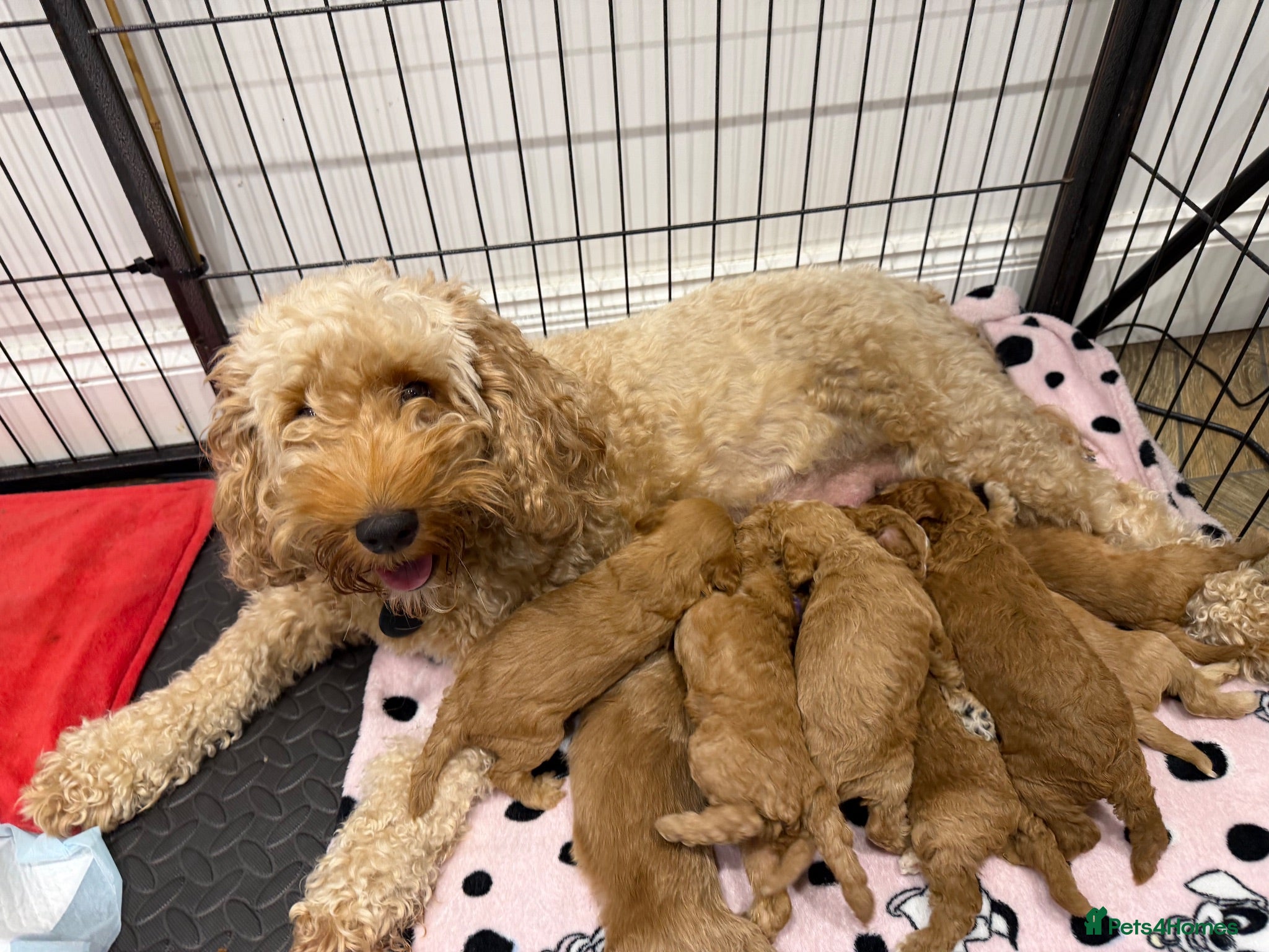 Cockapoo dogs F1B Cockerpoo’s - Advert 1