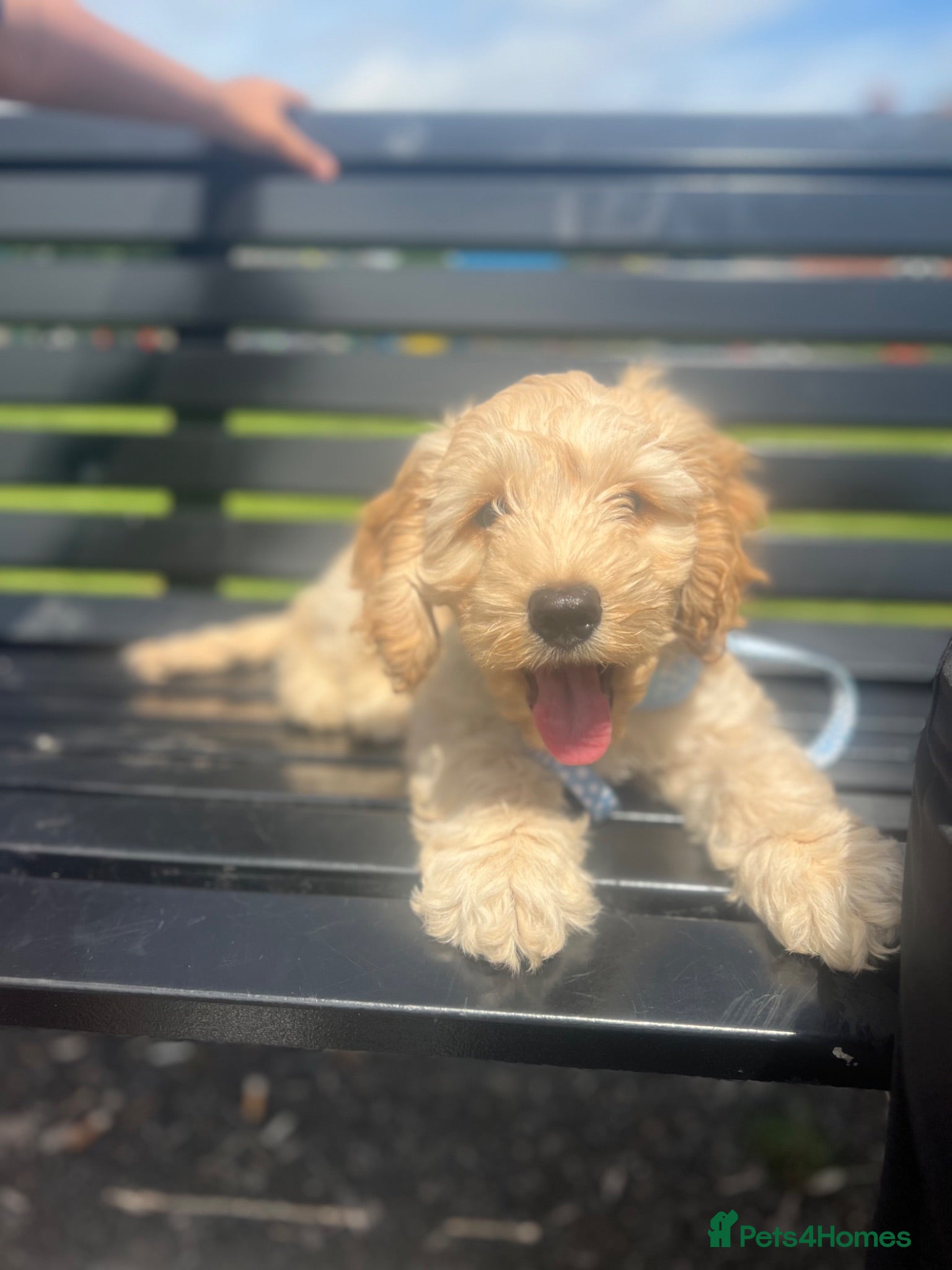 Cockapoo dogs Cockapoo puppy for sale – Cappuccino colour 🤎🤎 - Advert 2