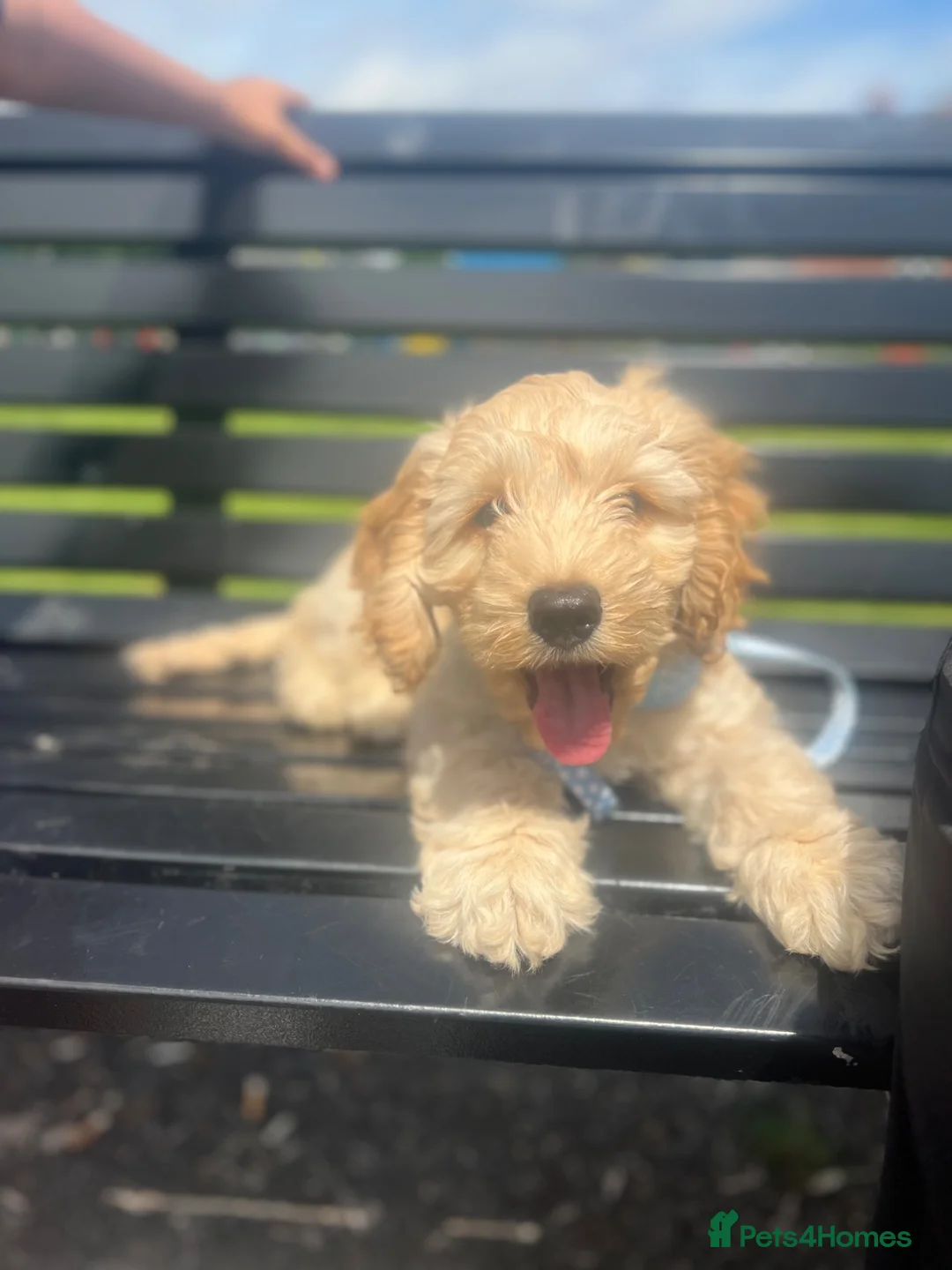 Cockapoo dogs for sale: Cockapoo puppy for sale – Cappuccino colour 🤎🤎 - Advert 1