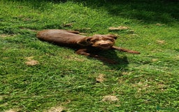 Mixed Breed dogs for sale: Male Fenlander Ready now  - Image 3
