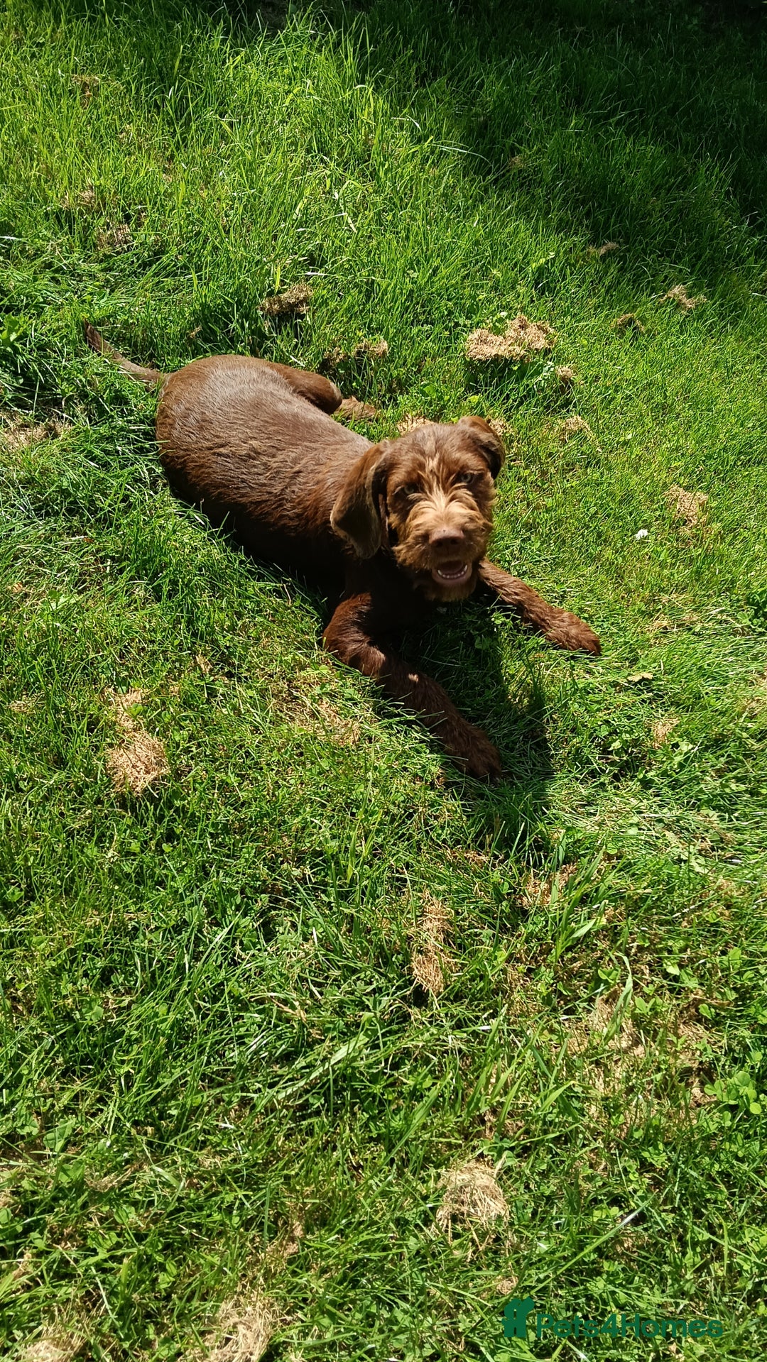 Mixed Breed dogs for sale: Male Fenlander Ready now  - Image 3