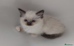 Ragdoll cats for sale: RAGDOLLS GIRLS BOYS BICOLOUR SEAL POINT BLUE EYES  - Image 14