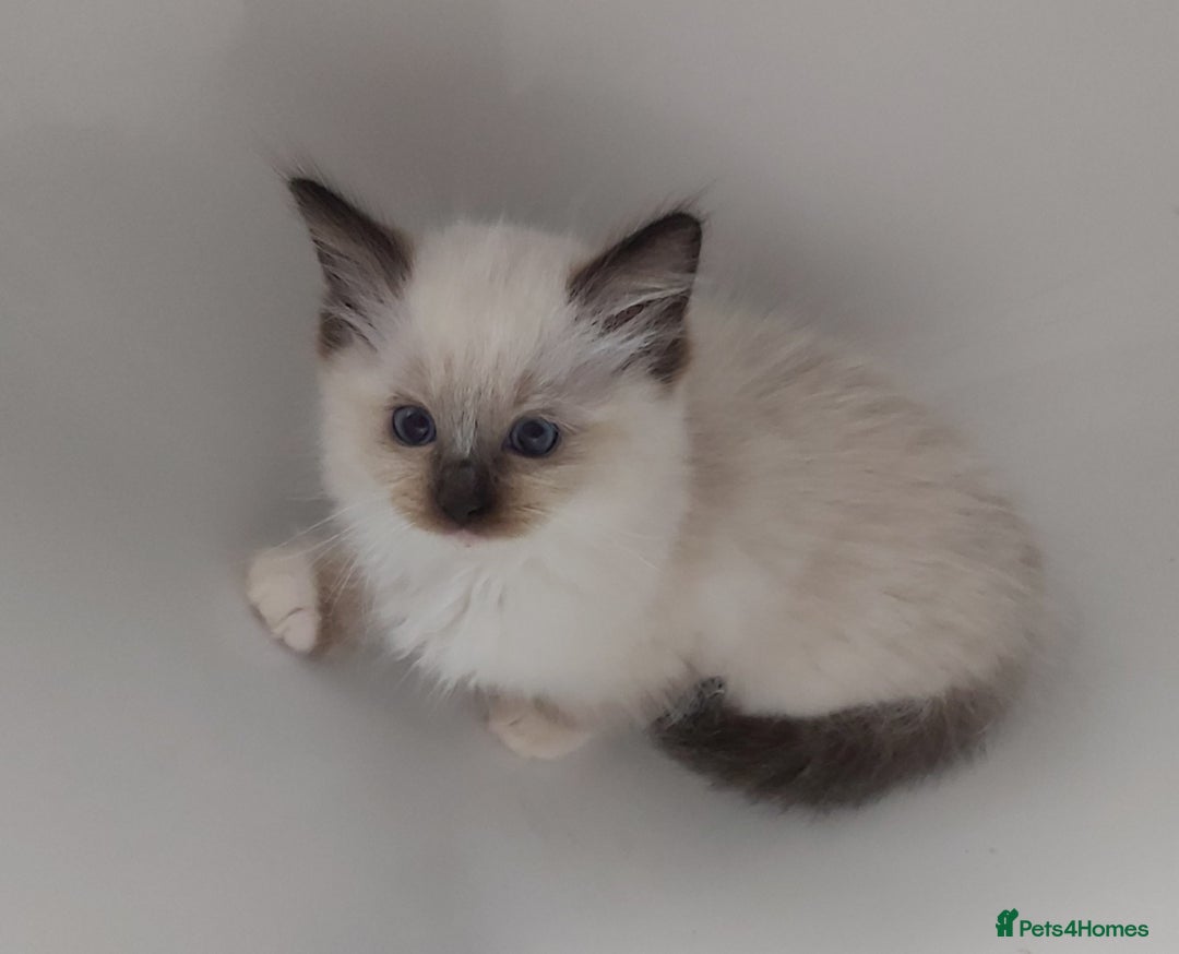 Ragdoll cats for sale: RAGDOLLS GIRLS BOYS BICOLOUR SEAL POINT BLUE EYES  - Image 14
